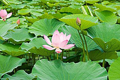 天马行空挥洒创意！ 《狂想乐园》今日上市！
